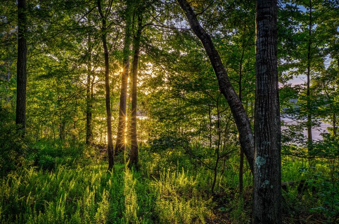 Sunlight filtering through trees in a forest with ferns
