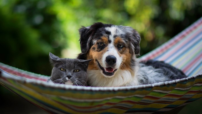 Cat and Australian Shepherd dog in a hammock