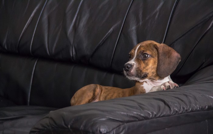 Beagle puppy on a black leather sofa