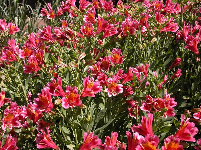 Many pink Alstroemeria flowers in bloom