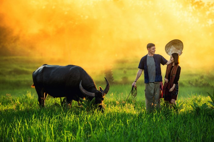 Couple with water buffalo in a field at sunset