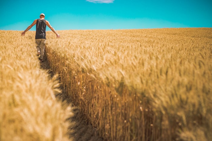 Man walking through a wheat field