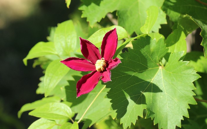 Red Clematis flower with green foliage