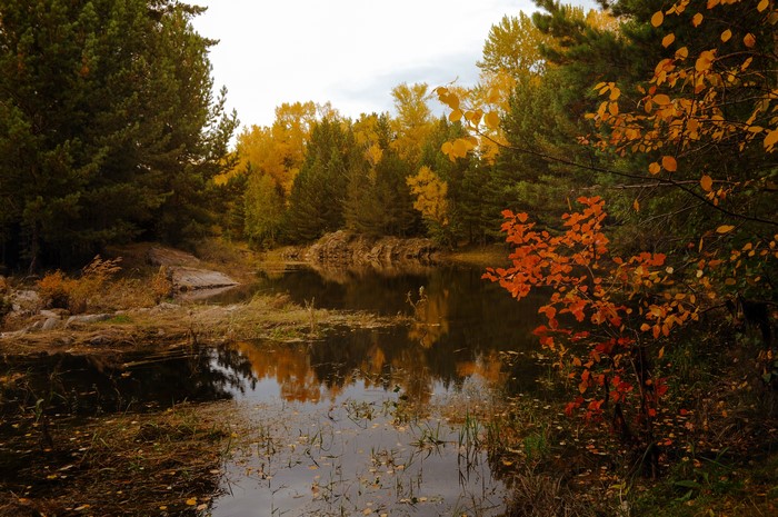 Autumn forest with a lake