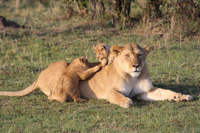 Lioness with Cubs in Kenya