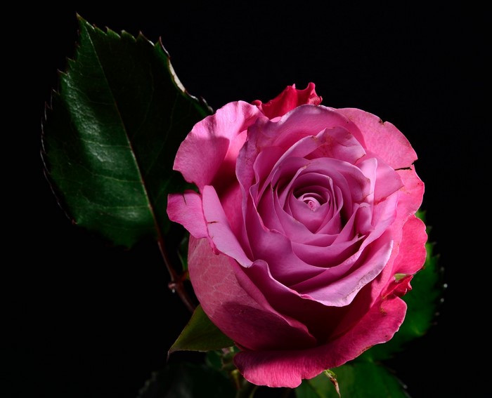 Pink rose with green leaves on black background