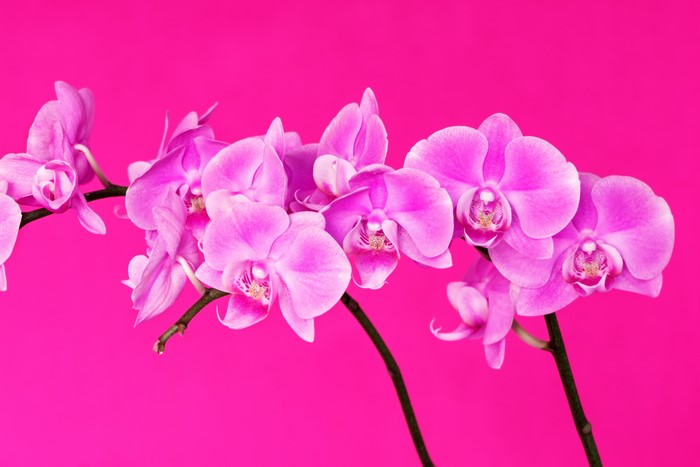 Pink orchids on a bright pink background