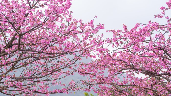 Pink Sakura Flowering Trees