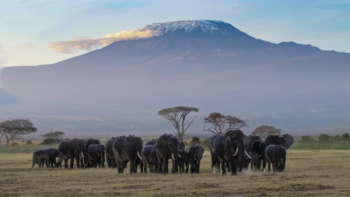 Elephant Herd at Amboseli National Park with Mount Kilimanjaro