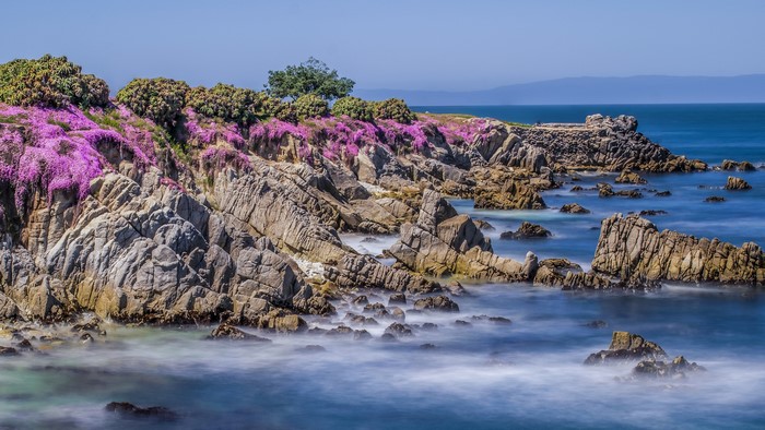 California Coastline with Purple Flowers and Rocky Shore