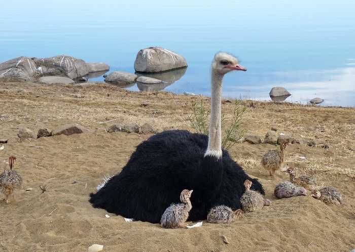 Ostrich with chicks on sandy shore by lake