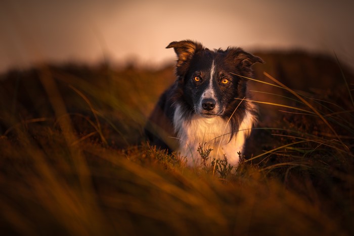 Border Collie dog in grass at sunset
