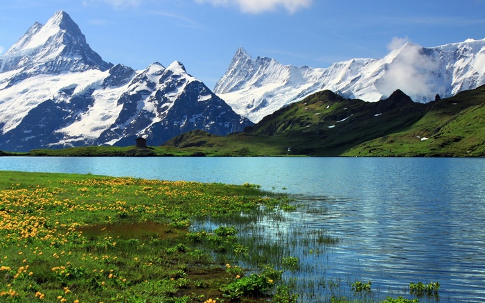 Snow-capped mountains reflected in a lake with yellow flowers