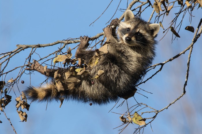 Playful Raccoon Hanging on Tree Branch