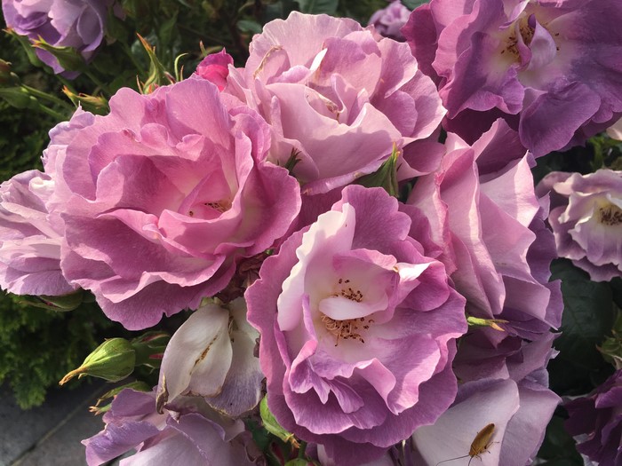 Close-up of pink and purple roses