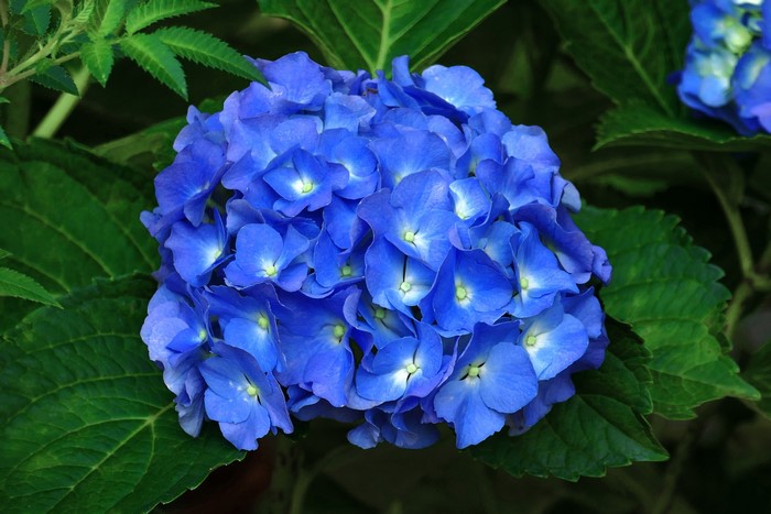 Close-up of a vibrant blue Hydrangea flower