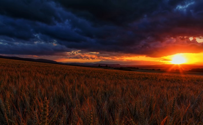 Wheat field at sunset with dark clouds