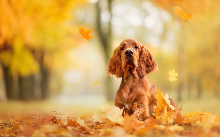 Irish Setter dog sitting in autumn leaves