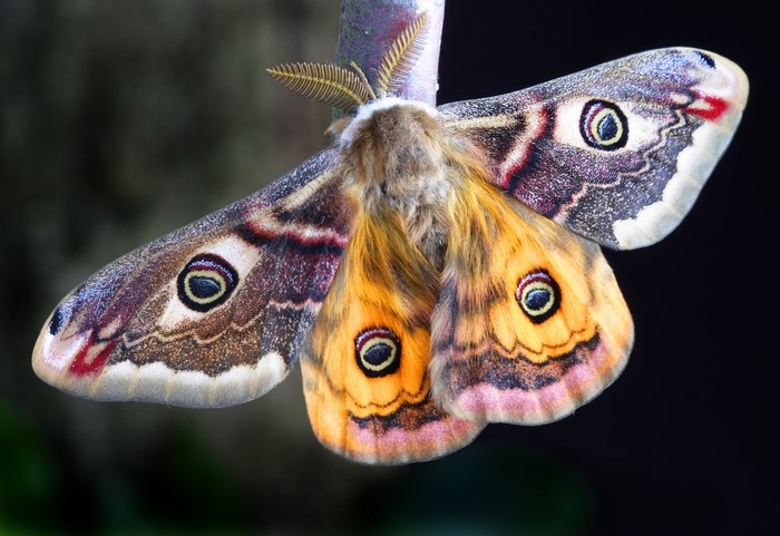 4K Moth Closeup