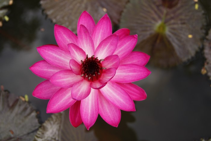 Pink Water Lily Closeup