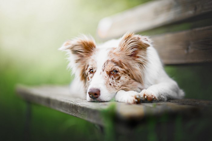 Red merle Australian Shepherd lying on a wooden bench