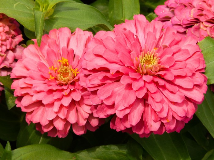 Two pink zinnias with yellow centers and green leaves