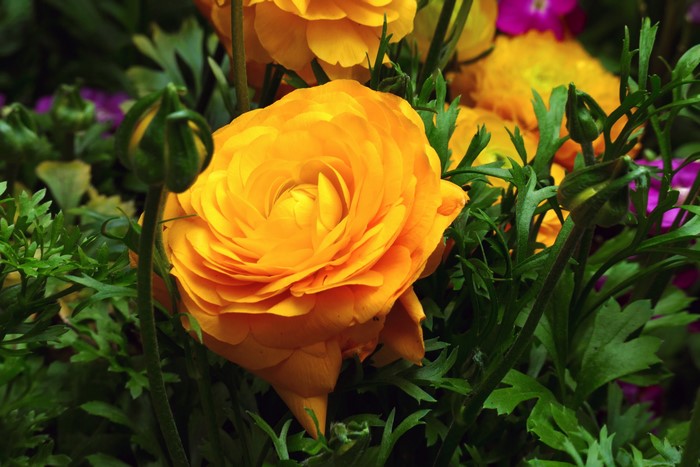 Yellow Ranunculus Flowers and Buds