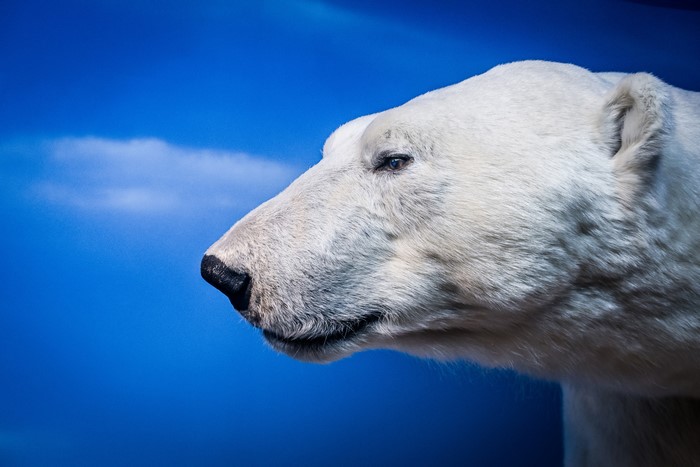 Polar Bear Head Profile