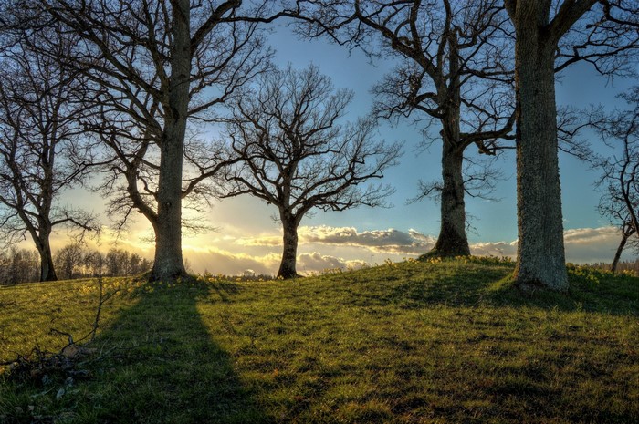 Bare trees on a grassy hill at sunset