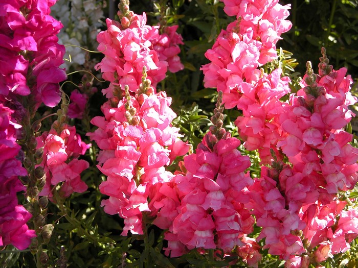 Pink and magenta snapdragons in bloom
