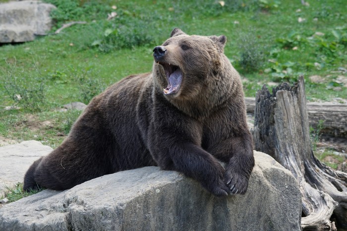 Brown Bear Yawning on Rocks