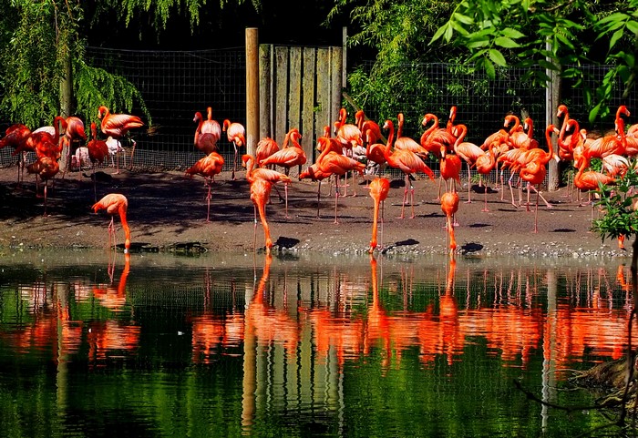 Flamingos by the Water at Chester Zoo