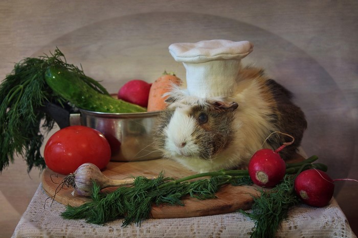 Guinea pig wearing a chef hat with vegetables