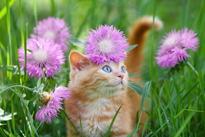 Ginger kitten with blue eyes wearing a cornflower