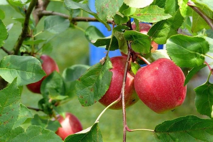 Red apples on a tree branch with green leaves