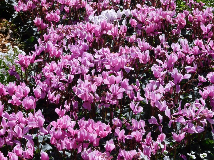 A field of pink cyclamen flowers