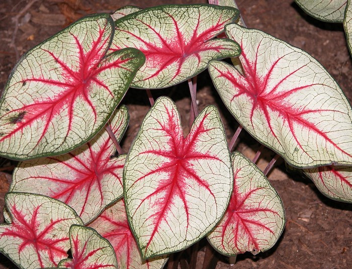Caladium leaves with red veins