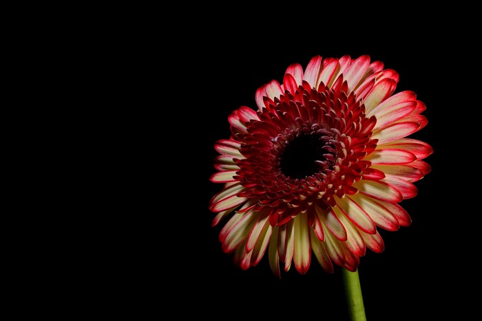 4K Red and Yellow Gerbera Daisy Closeup