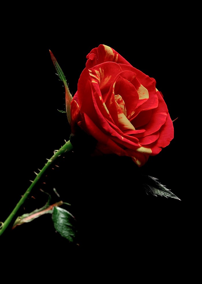 Red and yellow striped rose on black background