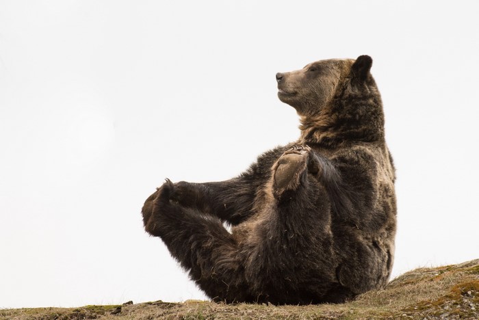 Brown bear sitting in a meditative pose