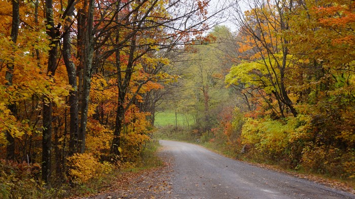 Road through autumn forest in Nelson County, Virginia