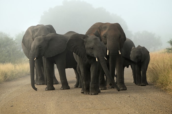A herd of elephants on a dirt road in the fog
