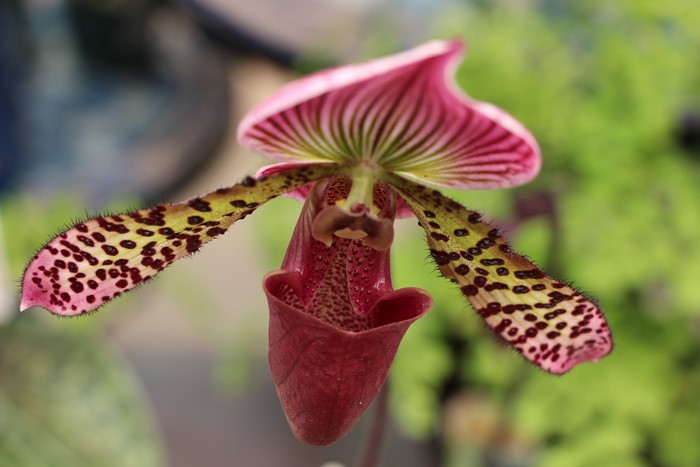 Paphiopedilum orchid close-up