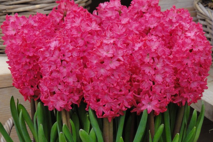 Pink Hyacinths in a Basket