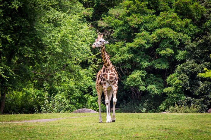 Giraffe walking in a park with trees