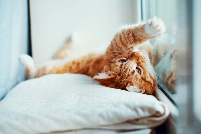 Ginger cat lying on a pillow by the window