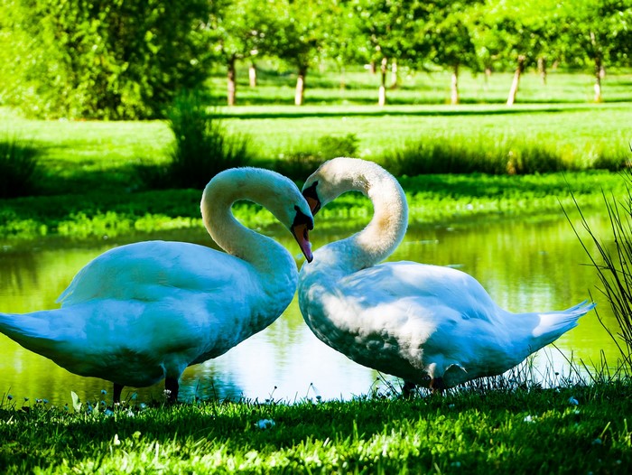Two white swans by a lake