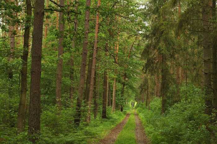 Dirt road through a green forest with tall trees