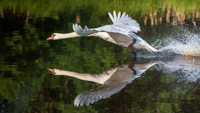 Swan taking off from water with reflection
