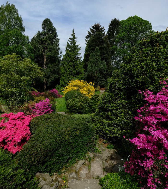 Botanical Garden with Rhododendrons and Trees